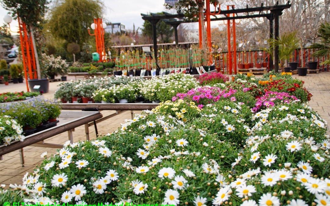 Plantas de la amistad 22 de octubre